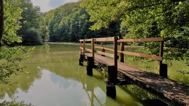 Grunewald Forest