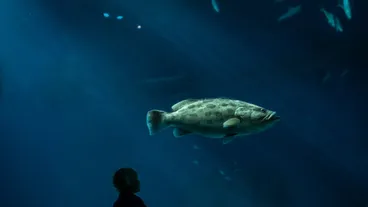Den Blå Planet