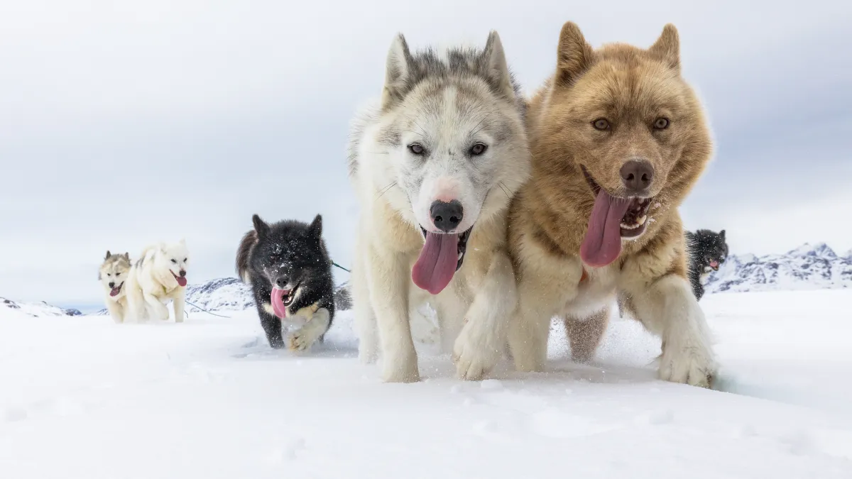 Experience the Magic of Dog Sledding
