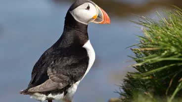 Látrabjarg