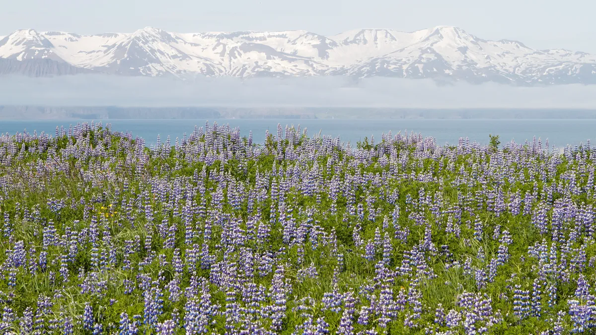 Husavik