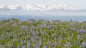 Husavik