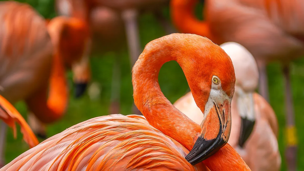 Parco Natura Viva
