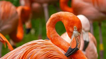 Parco Natura Viva