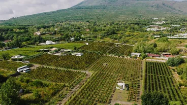 Vesuvius National Park