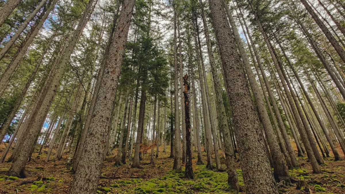 Foreste Casentinesi National Park