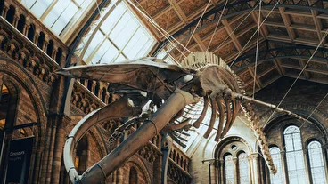 Natural History Museum