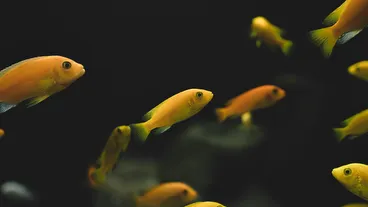 SEA LIFE London Aquarium