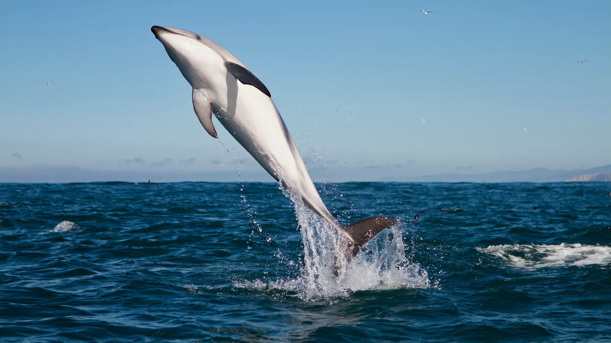 Kaikoura