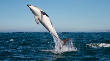 Kaikoura