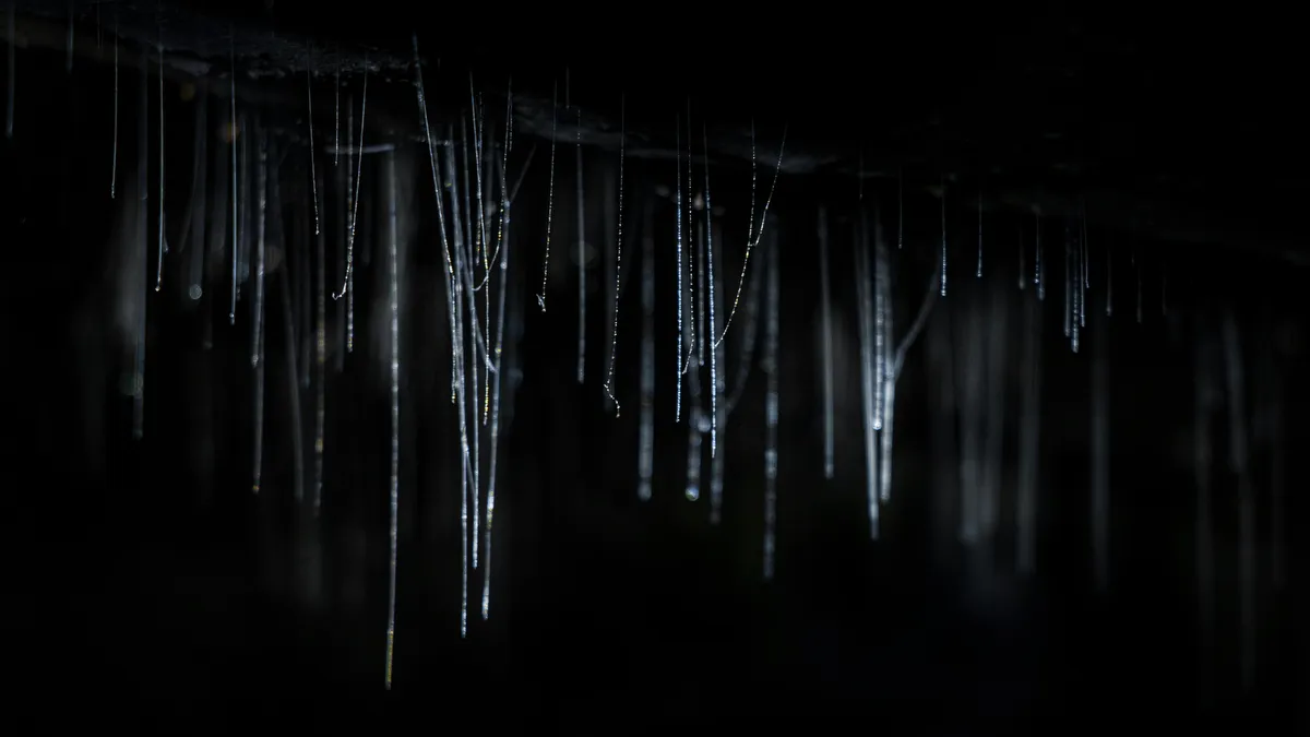 Waitomo Caves