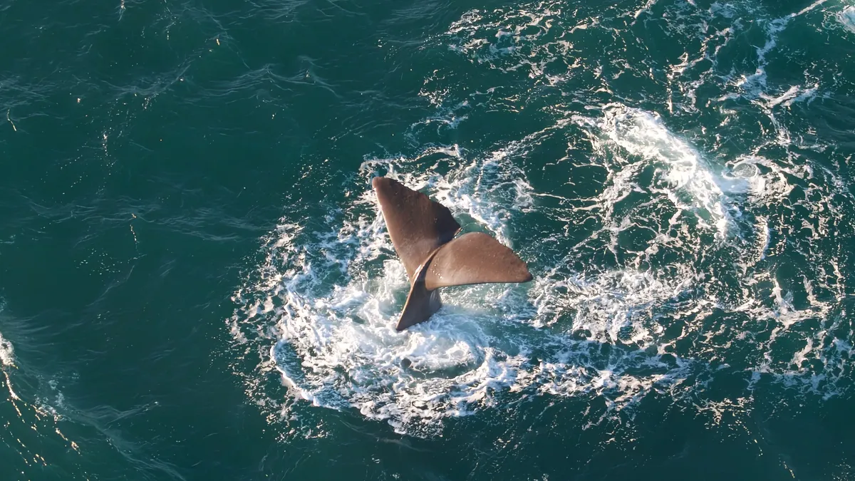 Whales