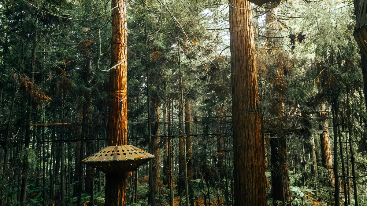 Redwoods Treewalk