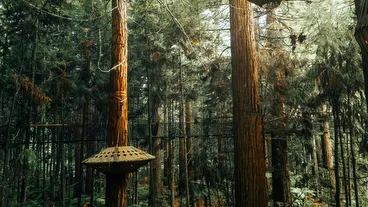 Redwoods Treewalk