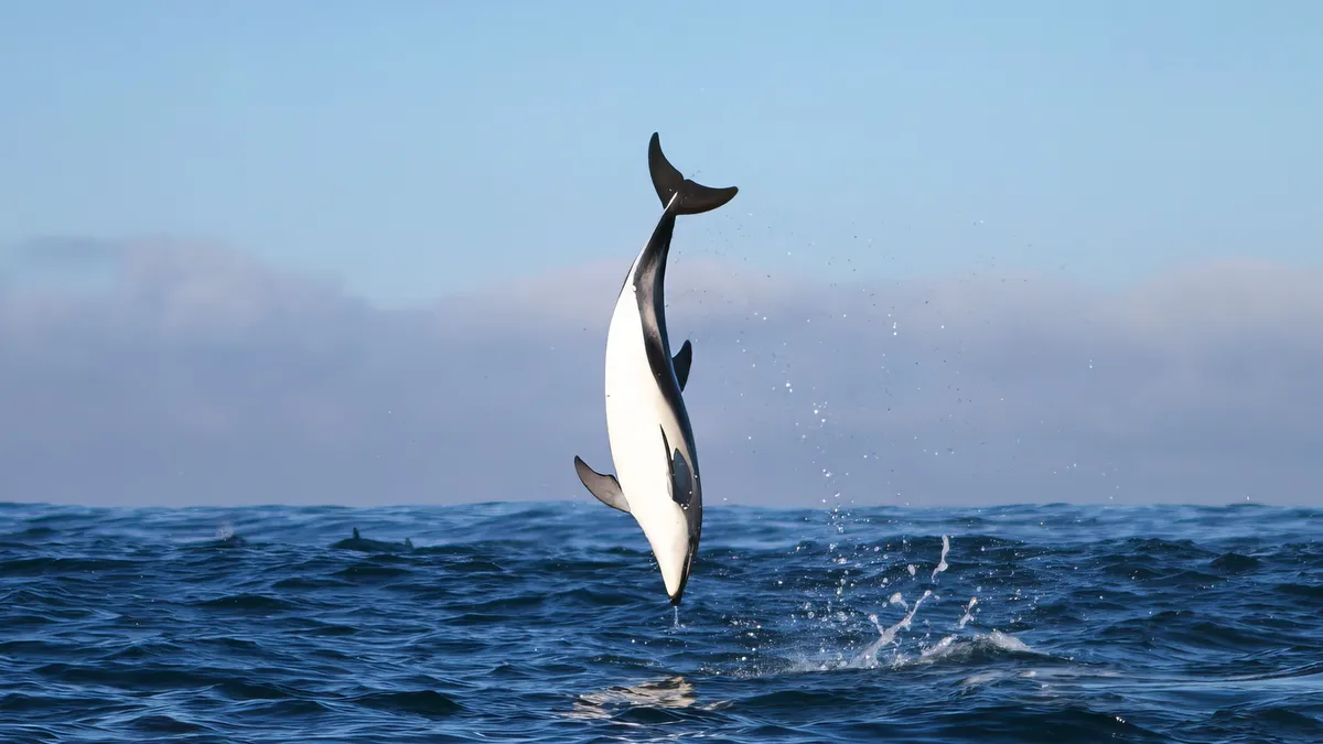 Dolphins