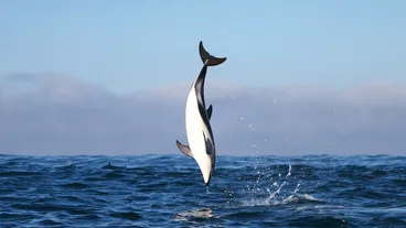 Dolphins