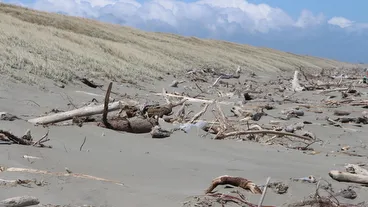 Himatangi Beach