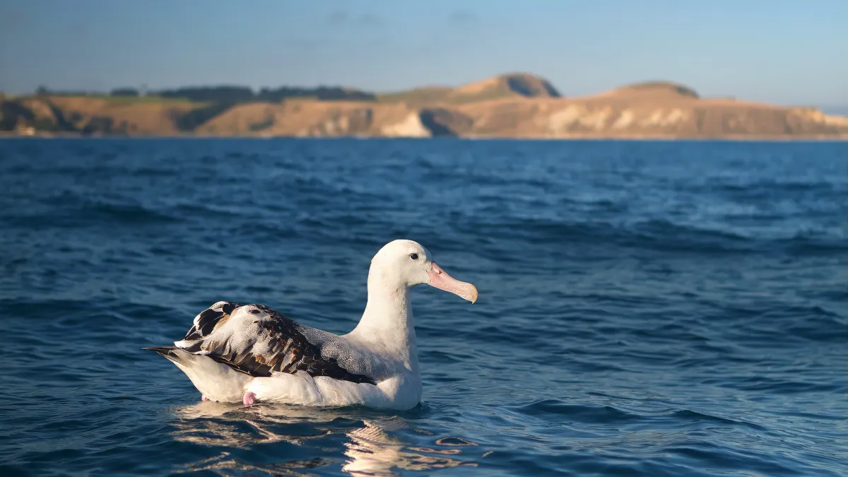 Albatrosses