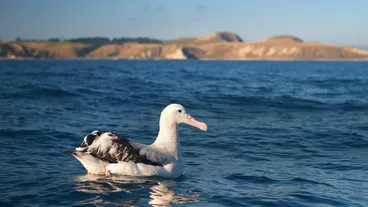 Albatrosses