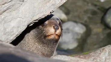 Fur Seals
