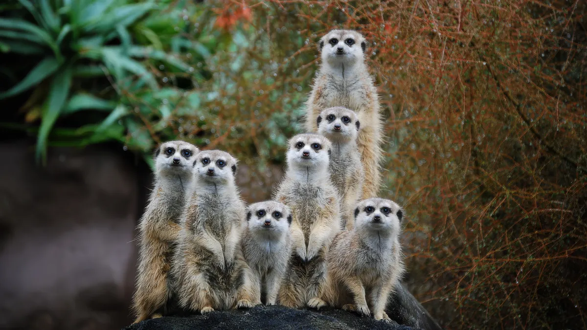 Auckland Zoo
