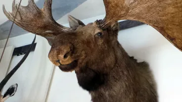 Musée de la Chasse et de la Nature