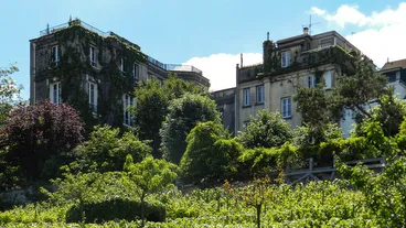 Montmartre Vineyard