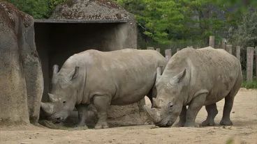 Paris Zoological Park