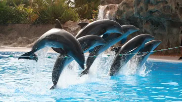 Loro Parque
