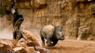 Bioparc Valencia