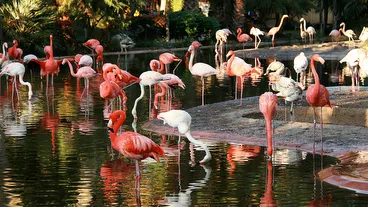 Zoo de Barcelona